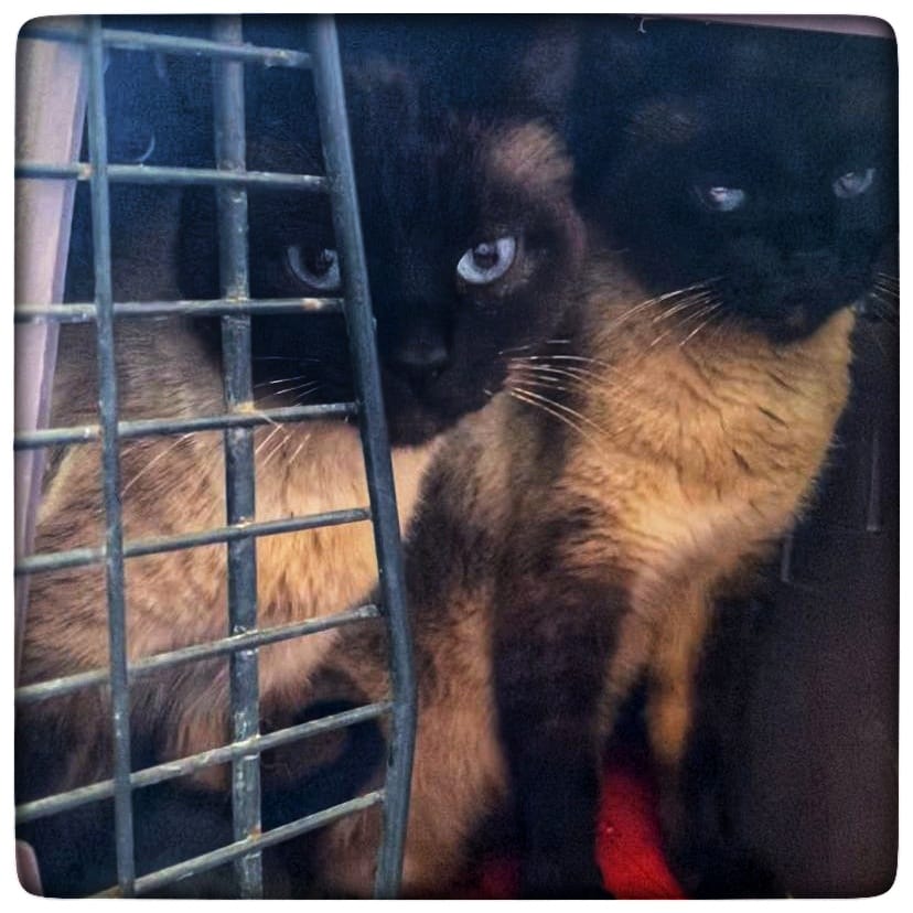 WhatsApp Image 2021-04-22 at 12.26.24