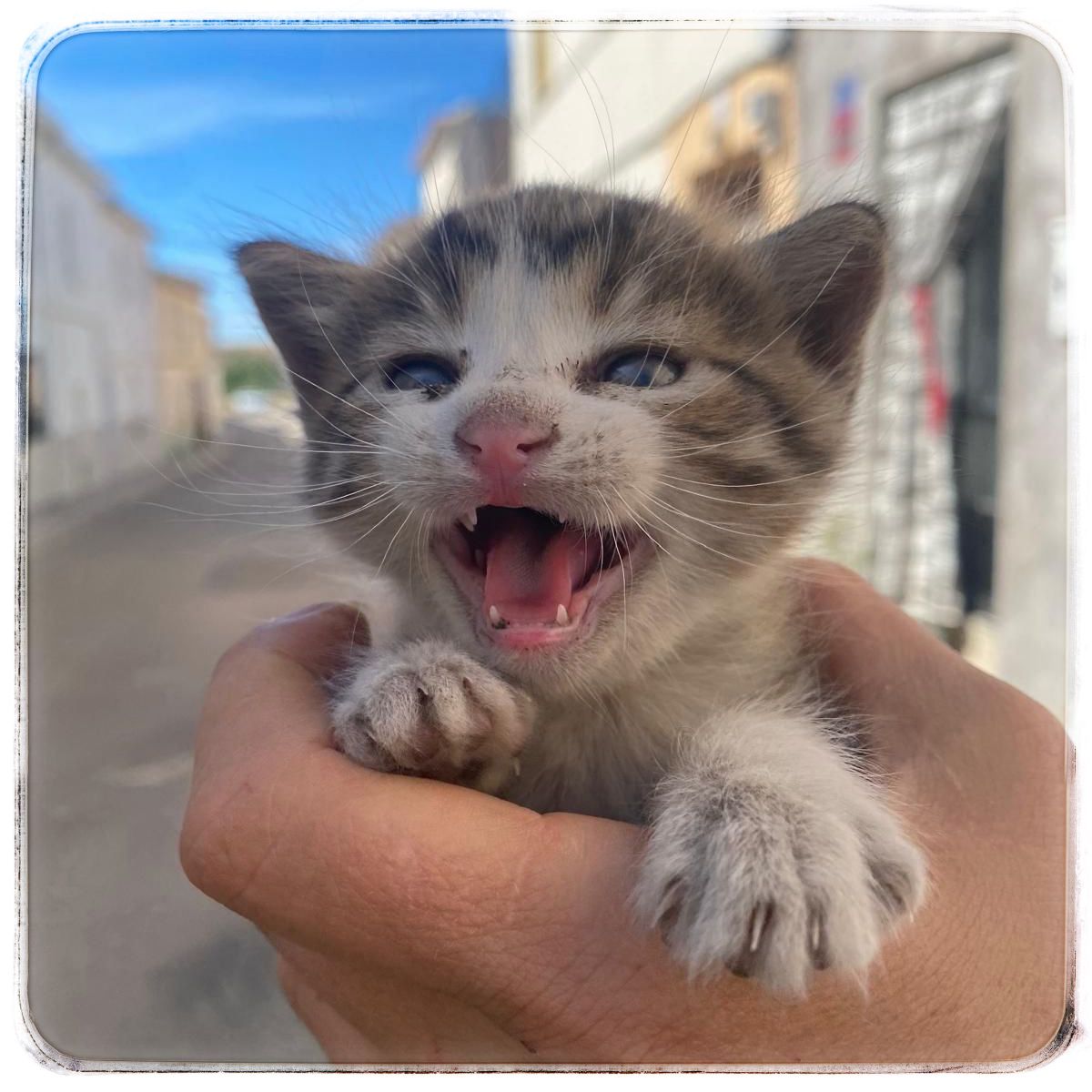 WhatsApp Image 2024-10-15 at 11.36.32