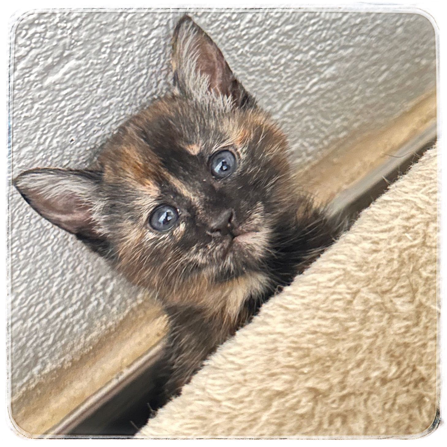 WhatsApp Image 2024-10-15 at 11.36.33 (1)