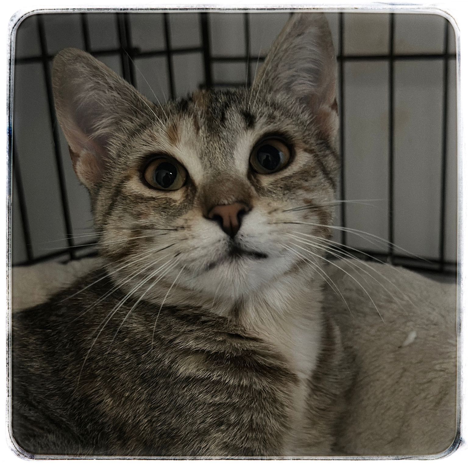 WhatsApp Image 2024-10-15 at 11.36.33